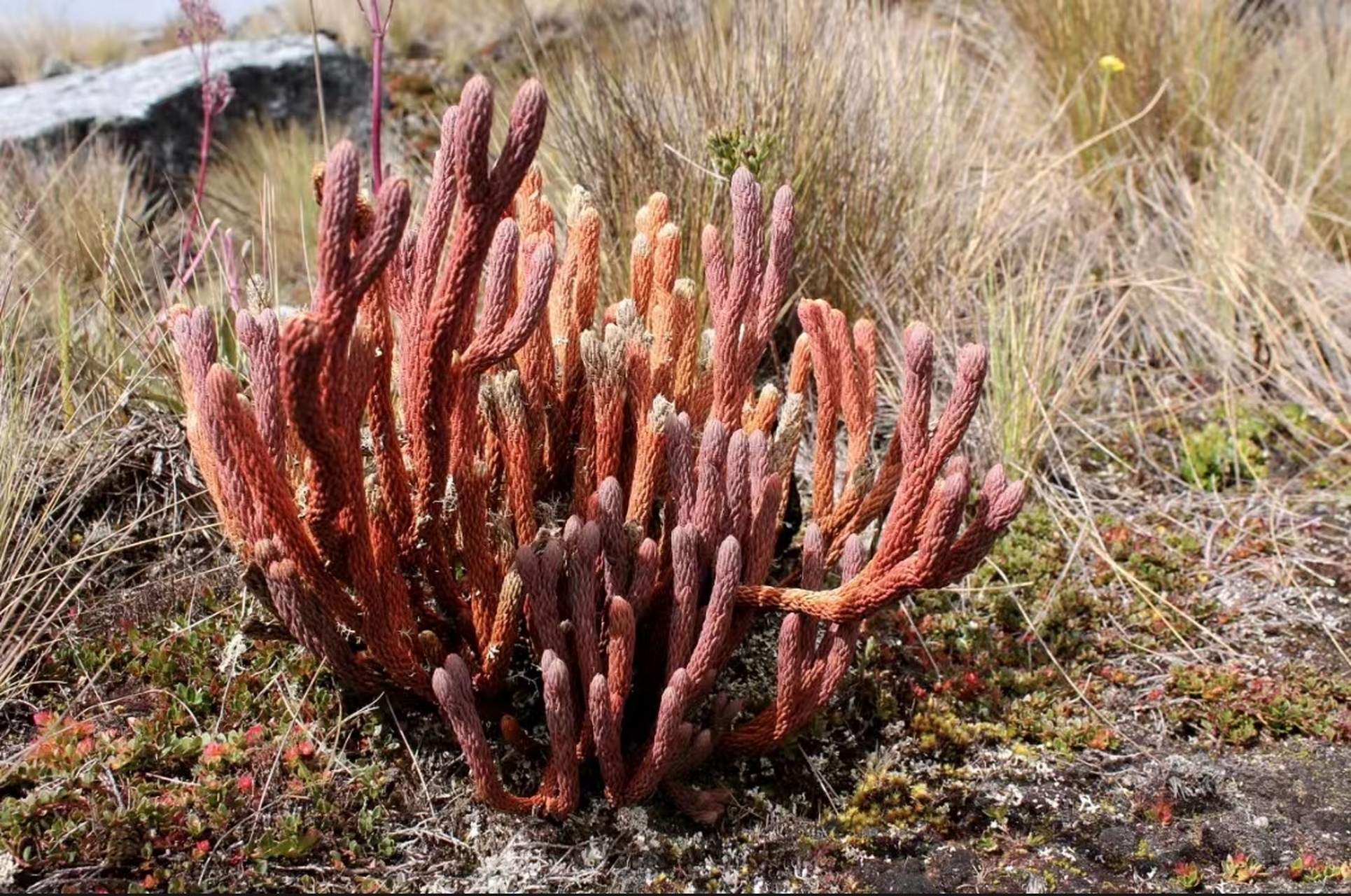 花友拍摄自国外的一组野生石松图片.石松,石松科,石松属,蕨类植物.