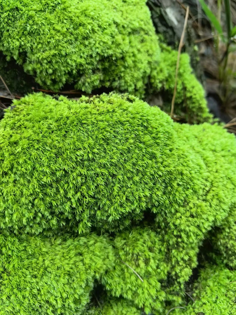 苔藓植物门代表植物图片