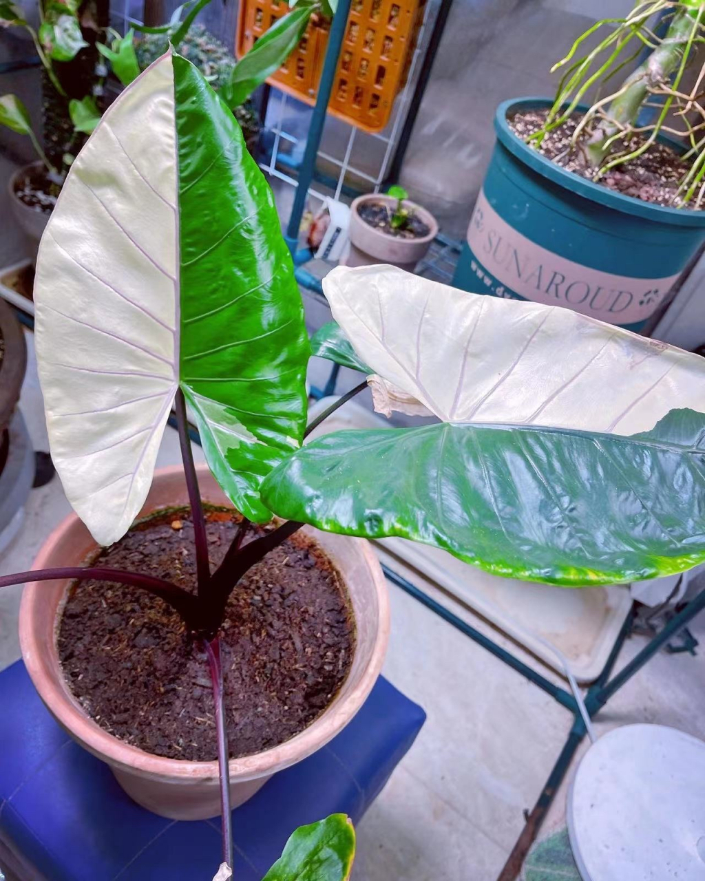 紫柄海芋锦,花友的精选,非常有氛围的热植品种,阴阳脸的叶片,不要太美