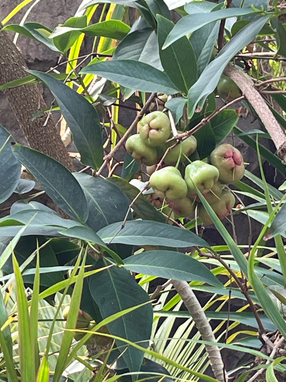 蒲桃,桃金娘科,蒲桃属,一种果树,果实有一种特殊的味道,我感觉有一点