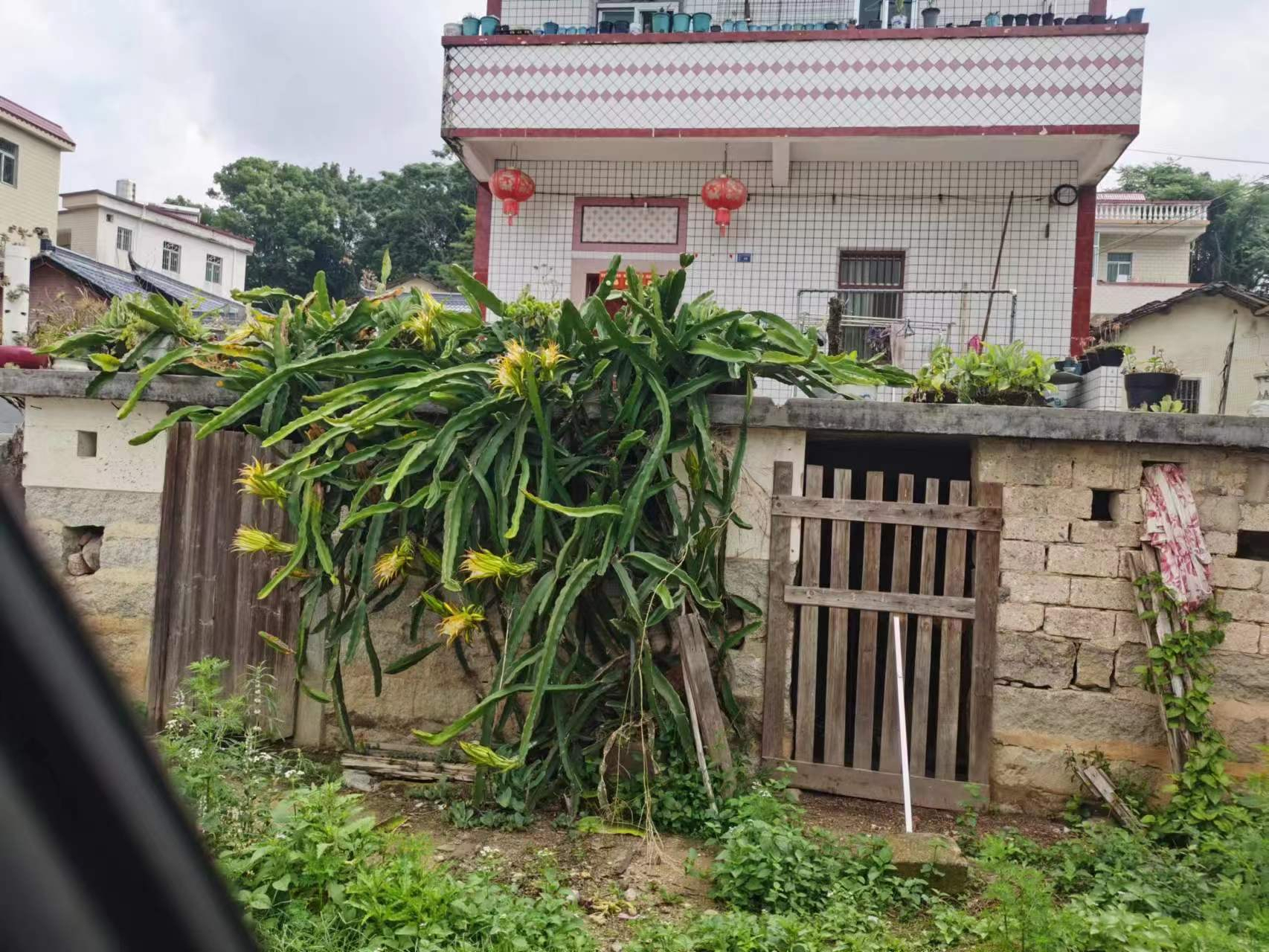 火龙果,仙人掌科量天尺属,属于附生类型的仙人掌,习性强健,只要条件