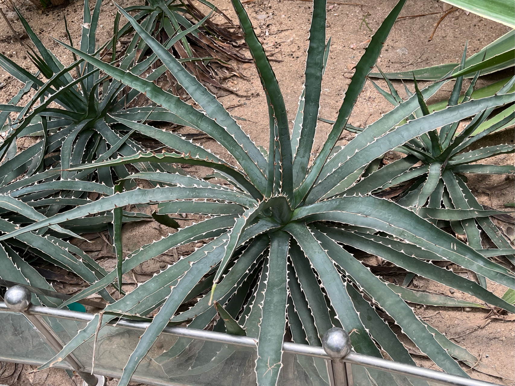 一大片龙舌兰,天津热带植物园拍摄.