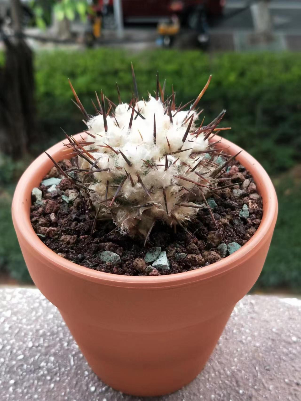 暴龙球,仙人掌科,龙爪球属.