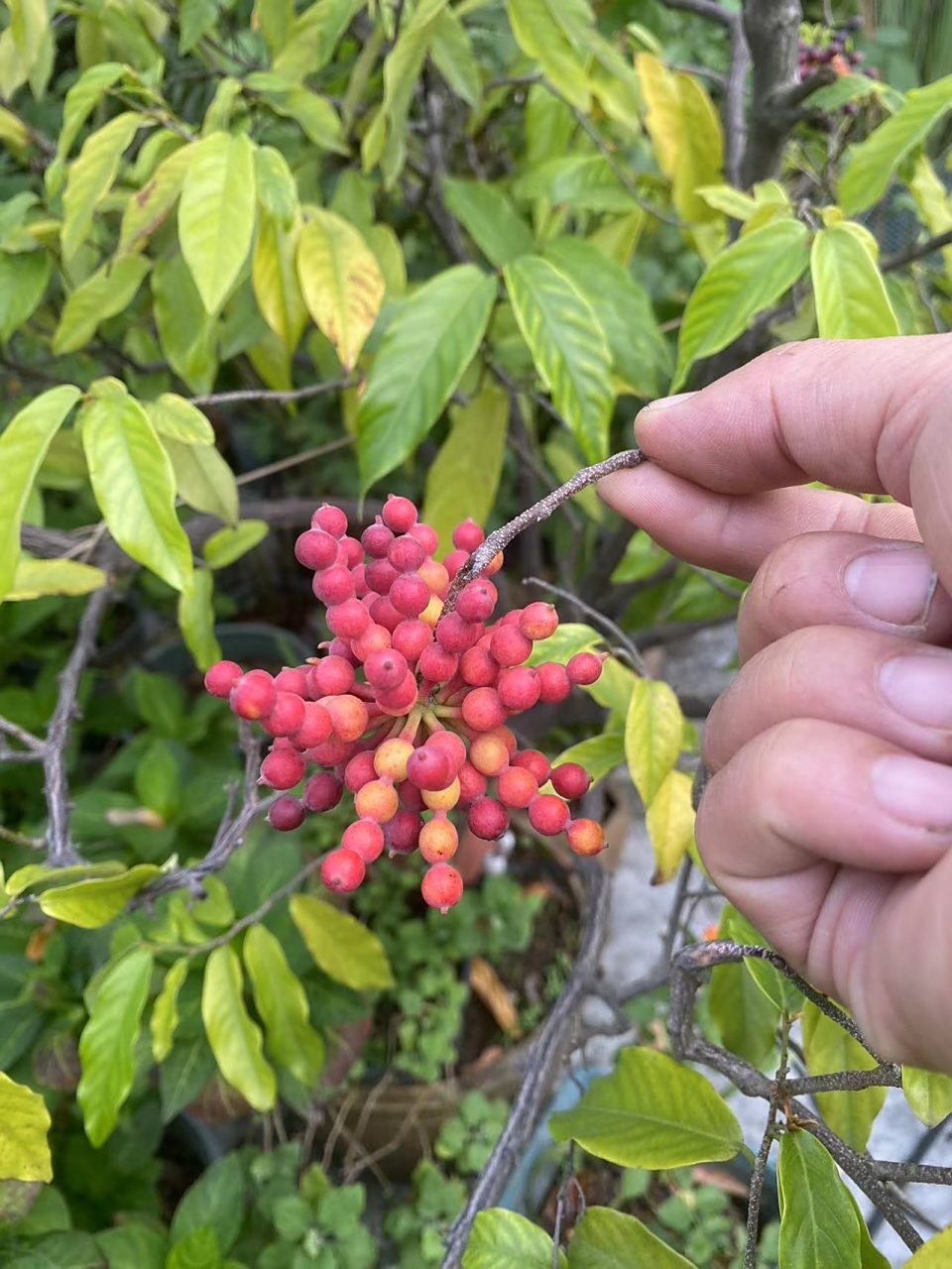 假鹰爪,又名山指甲,狗牙花,番荔枝科,假鹰爪属,直立并且攀缘性灌木,原