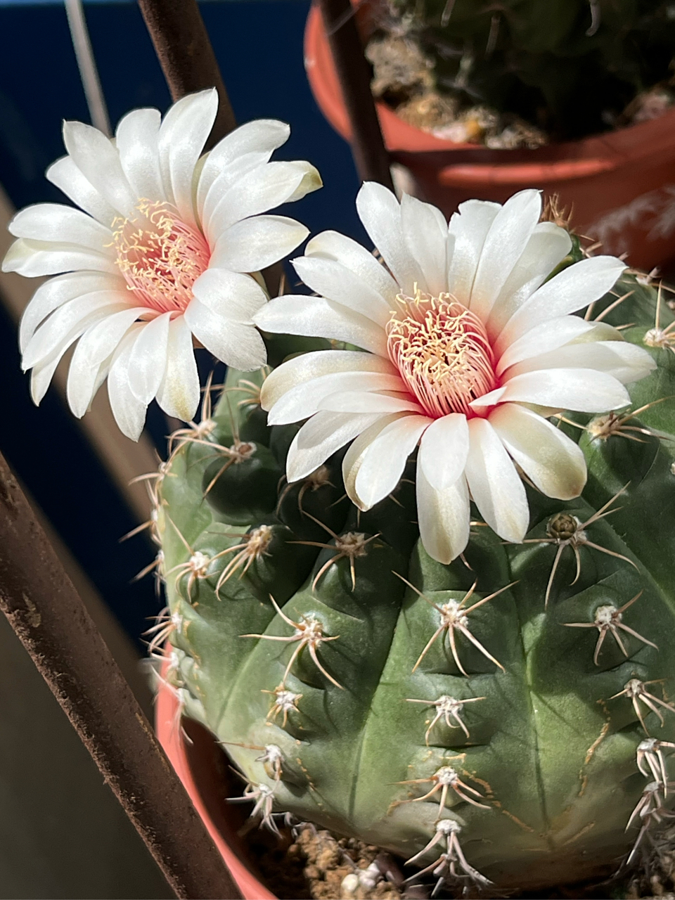 裸萼球,绯花玉近似种,花型较比其他裸萼球属品种大一些,白色花瓣,粉红