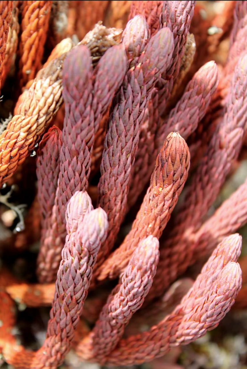 花友拍摄自国外的一组野生石松图片.石松,石松科,石松属,蕨类植物.
