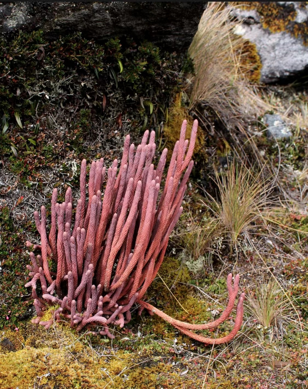 花友拍摄自国外的一组野生石松图片.石松,石松科,石松属,蕨类植物.