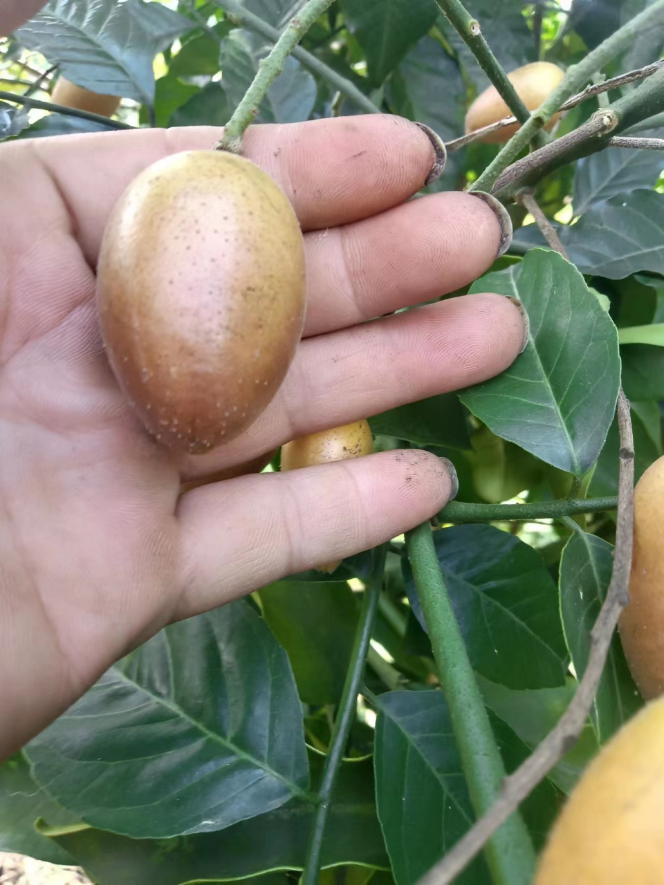 黄皮果,芸香科,黄皮属,乔木植物.叶呈卵形或卵状椭圆形,两侧不对称.