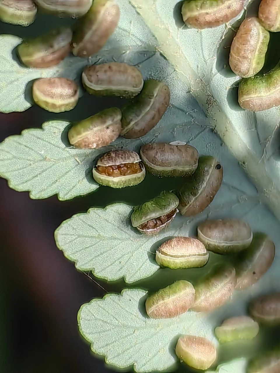 带你进去微观世界,看看蕨类植物的孢子囊.