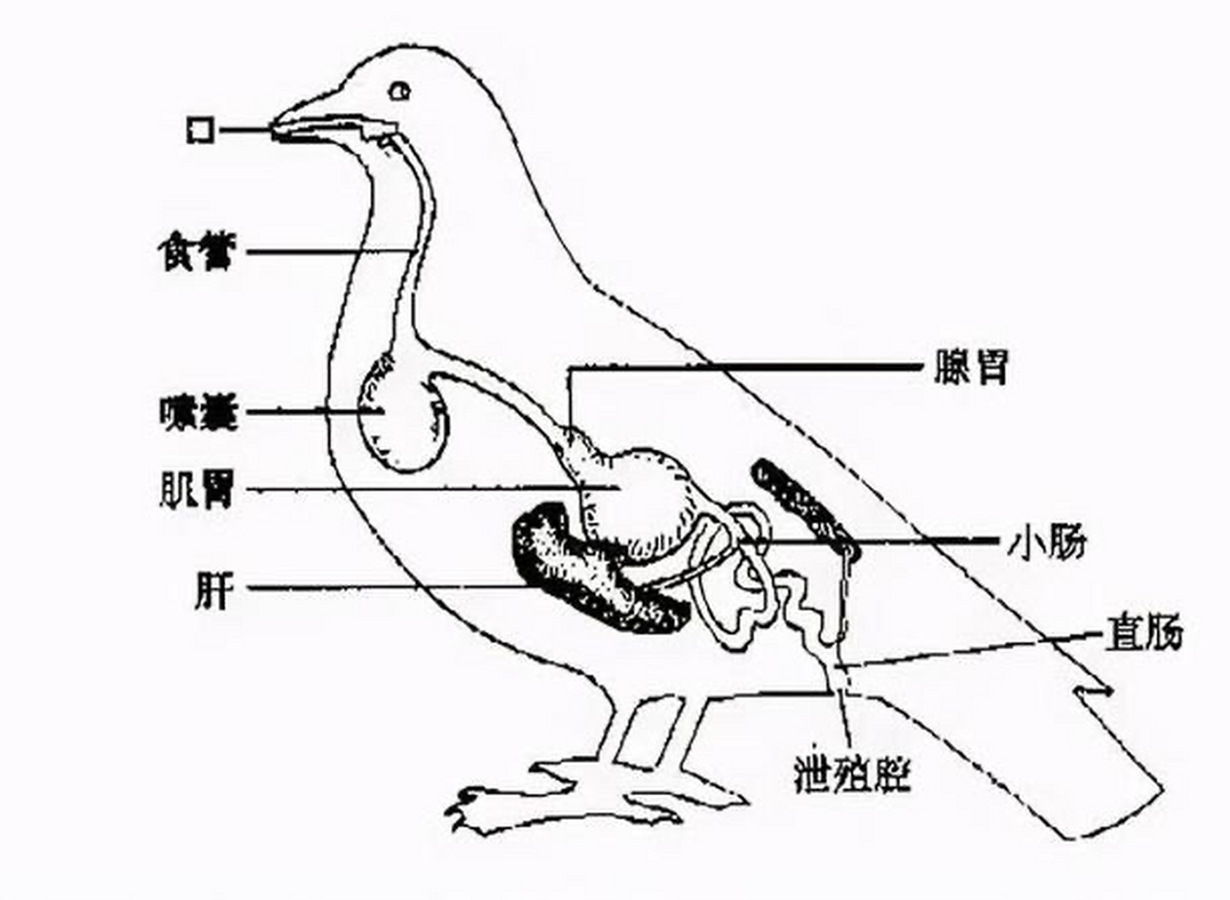 鸟卵结构示意图及作用图片