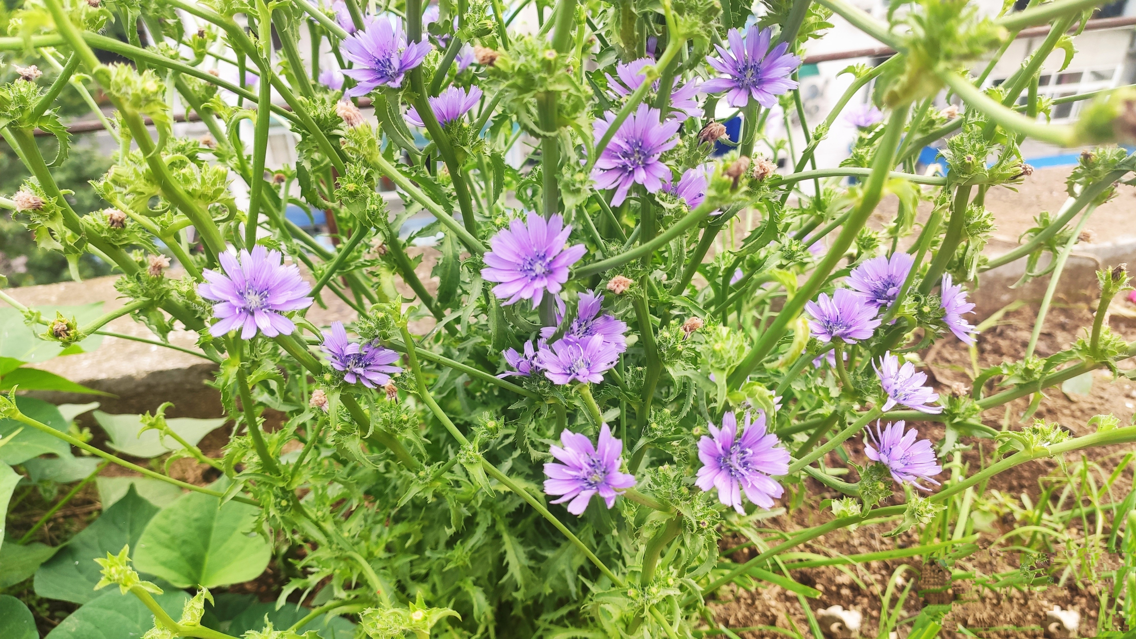 苦菊清凉爽口,开花也十分美丽,你可见过?