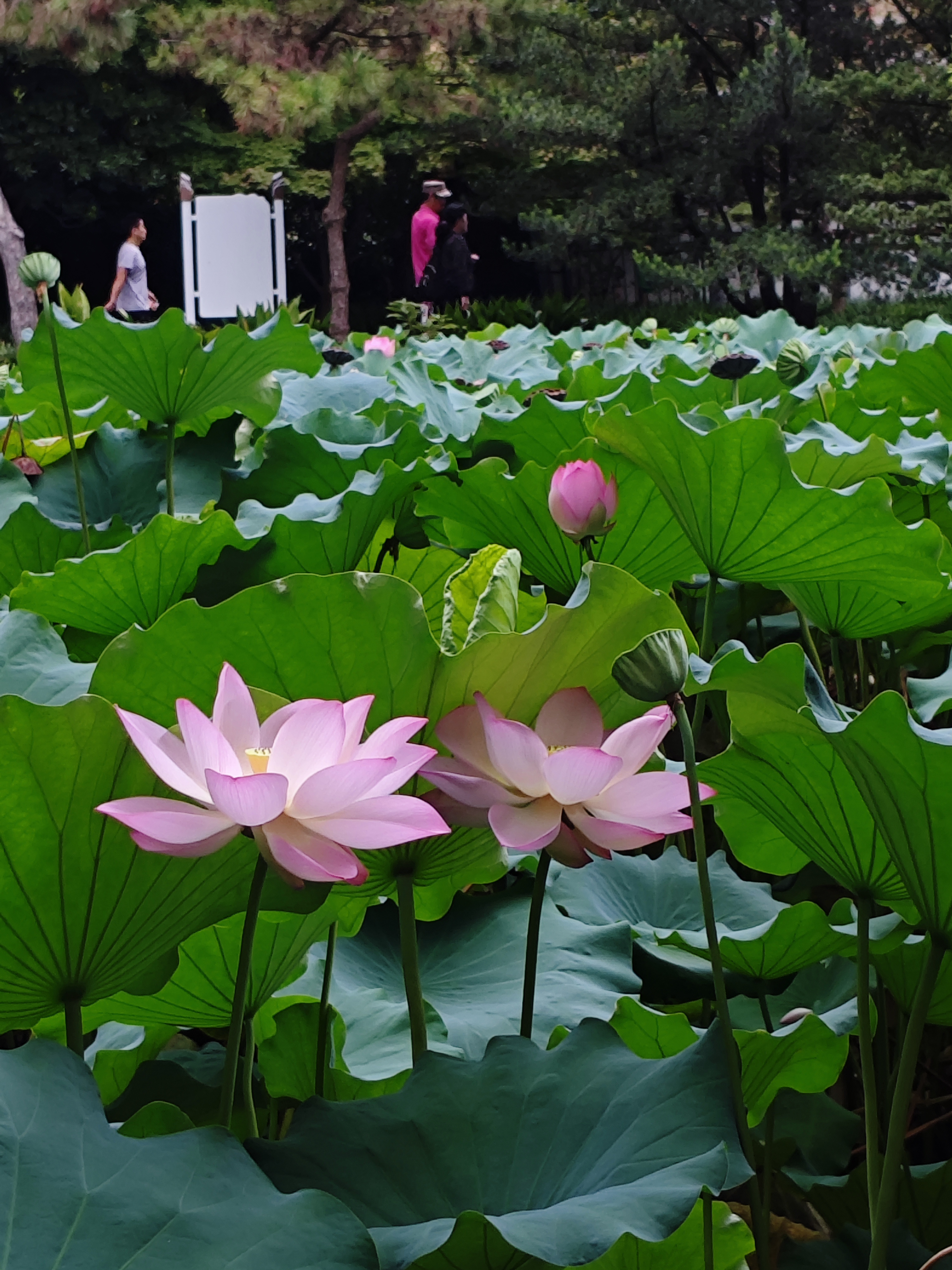千姿百态的荷花任您欣赏!