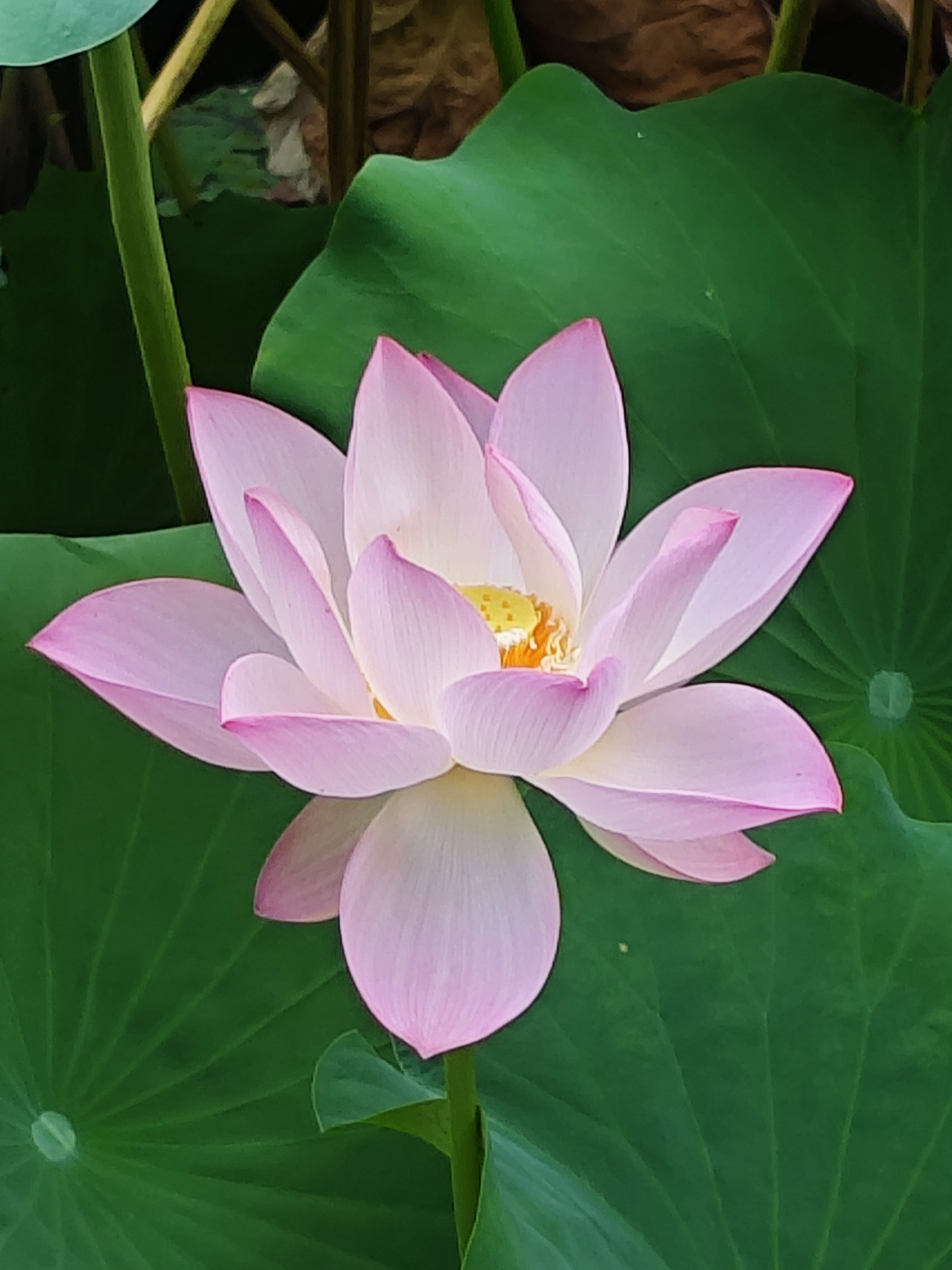 千姿百态的荷花任您欣赏!