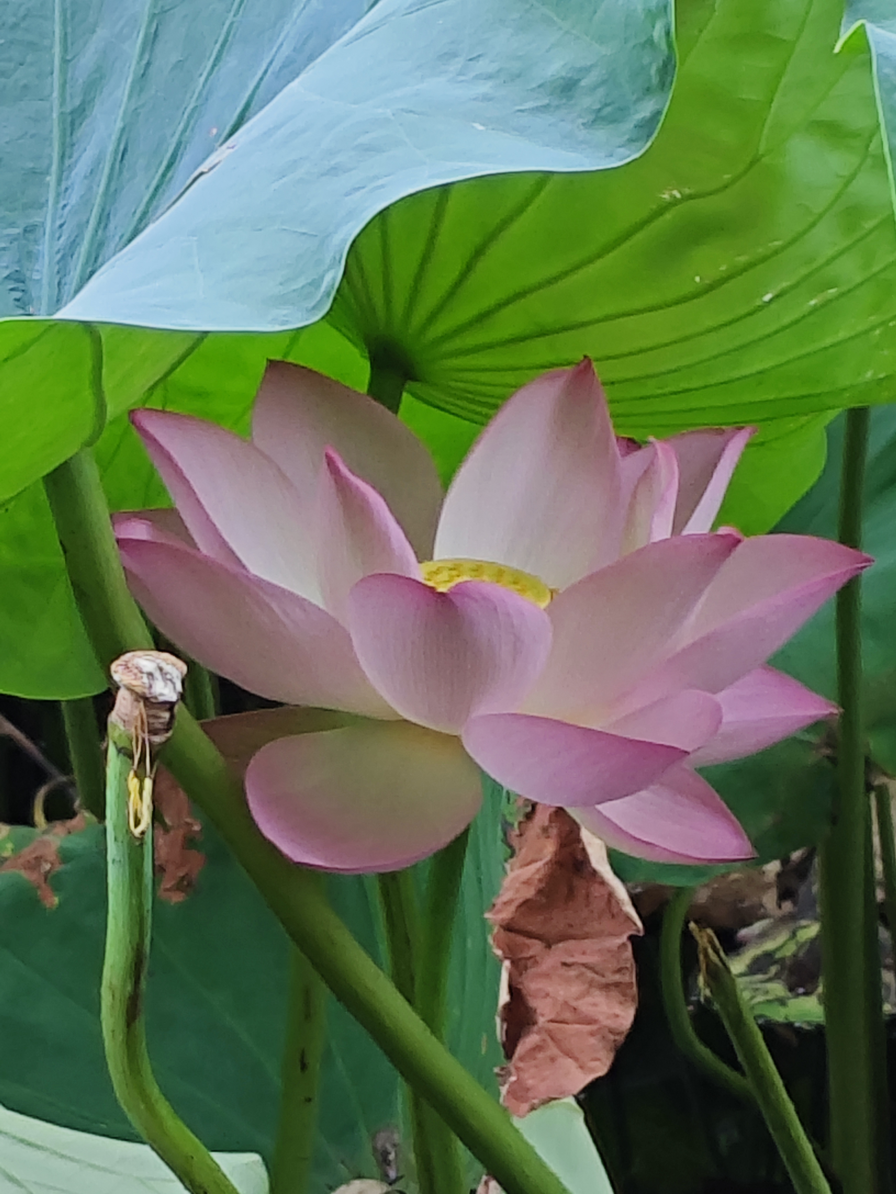 千姿百态的荷花任您欣赏!