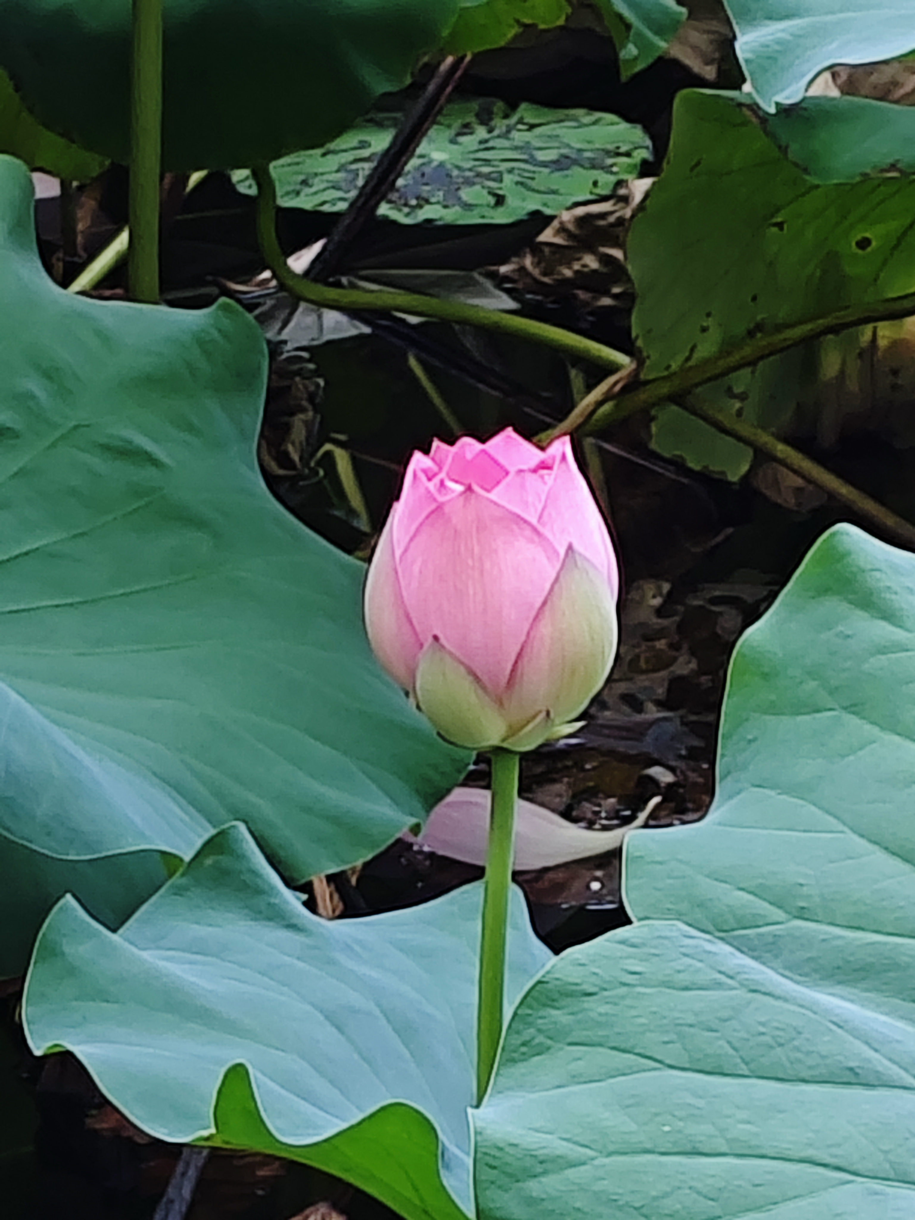 千姿百态的荷花任您欣赏!