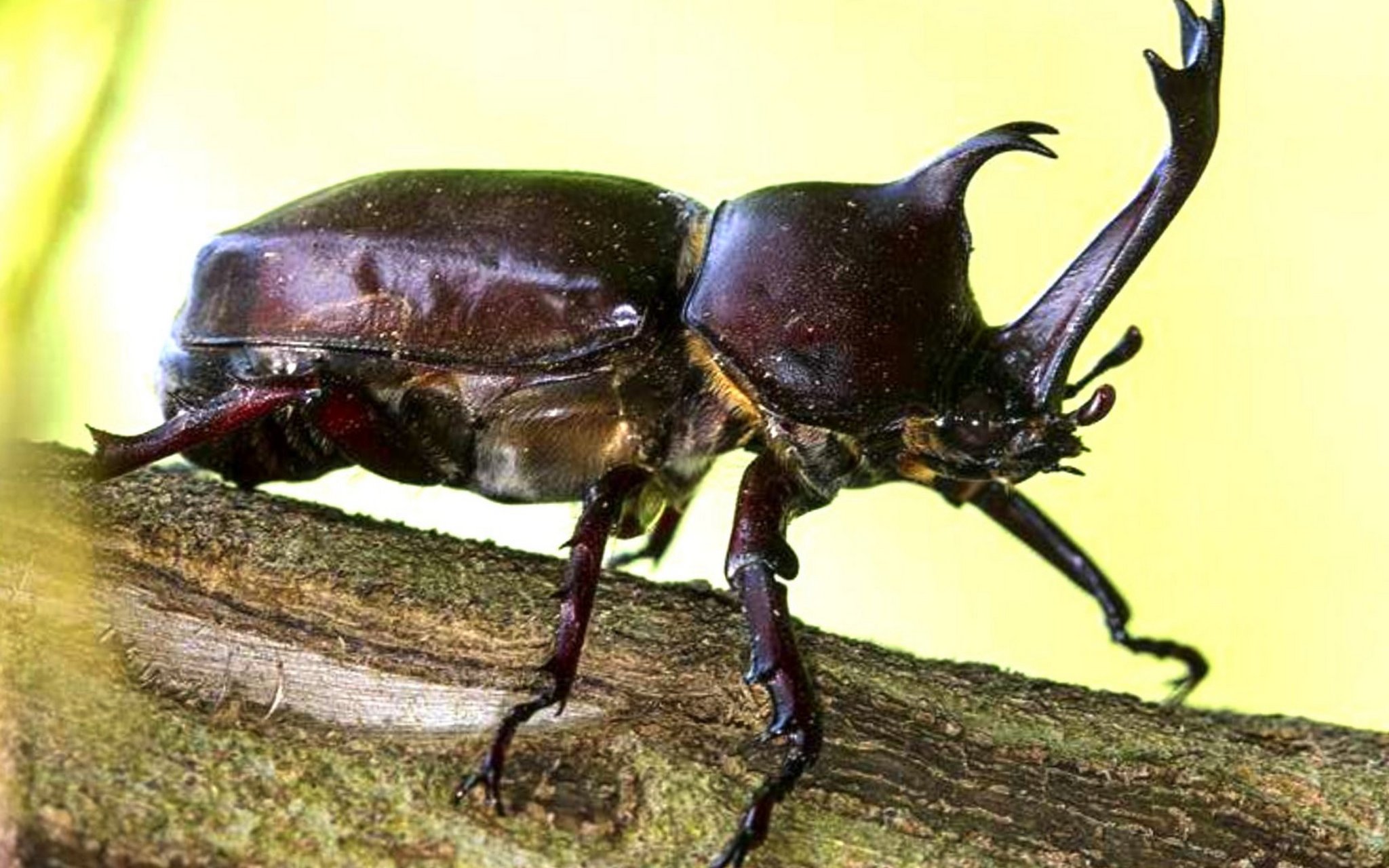 最威武的昆虫一一独角仙[鼓掌][鼓掌]