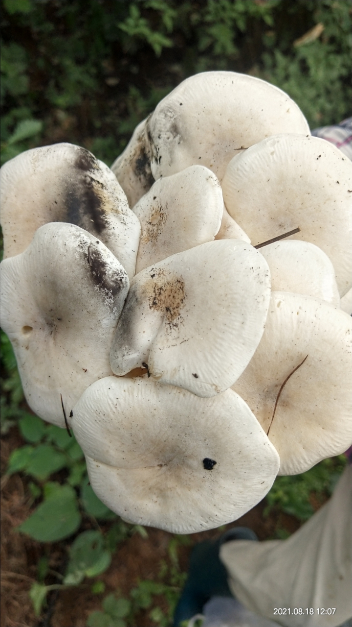 这种在山上看到的白色蘑菇是什么种类,能吃