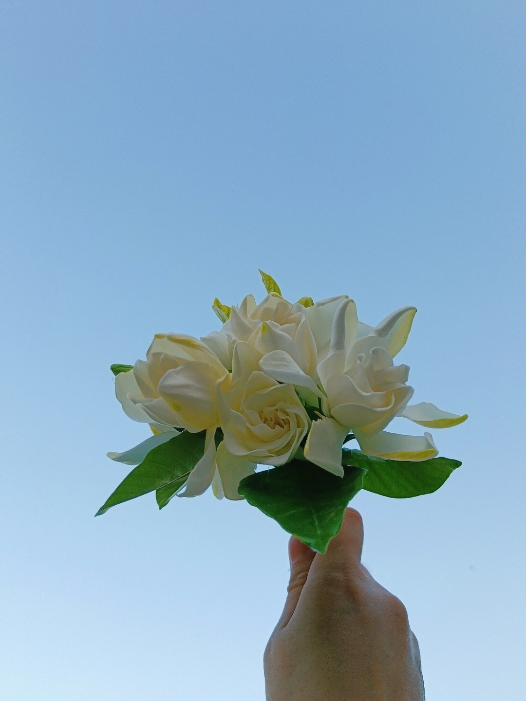 愿你 人生如风般自由 愿你 生活如夏般热烈  六月的心问帜靡皇栀子花