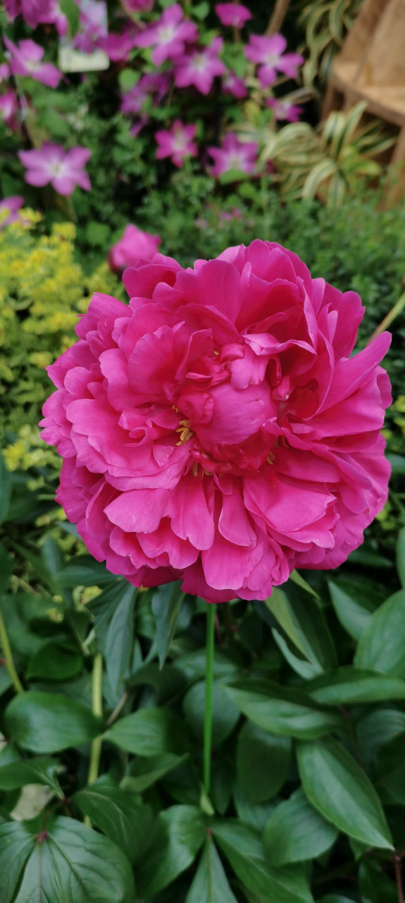 难得遇见这么多品种的芙蓉花.