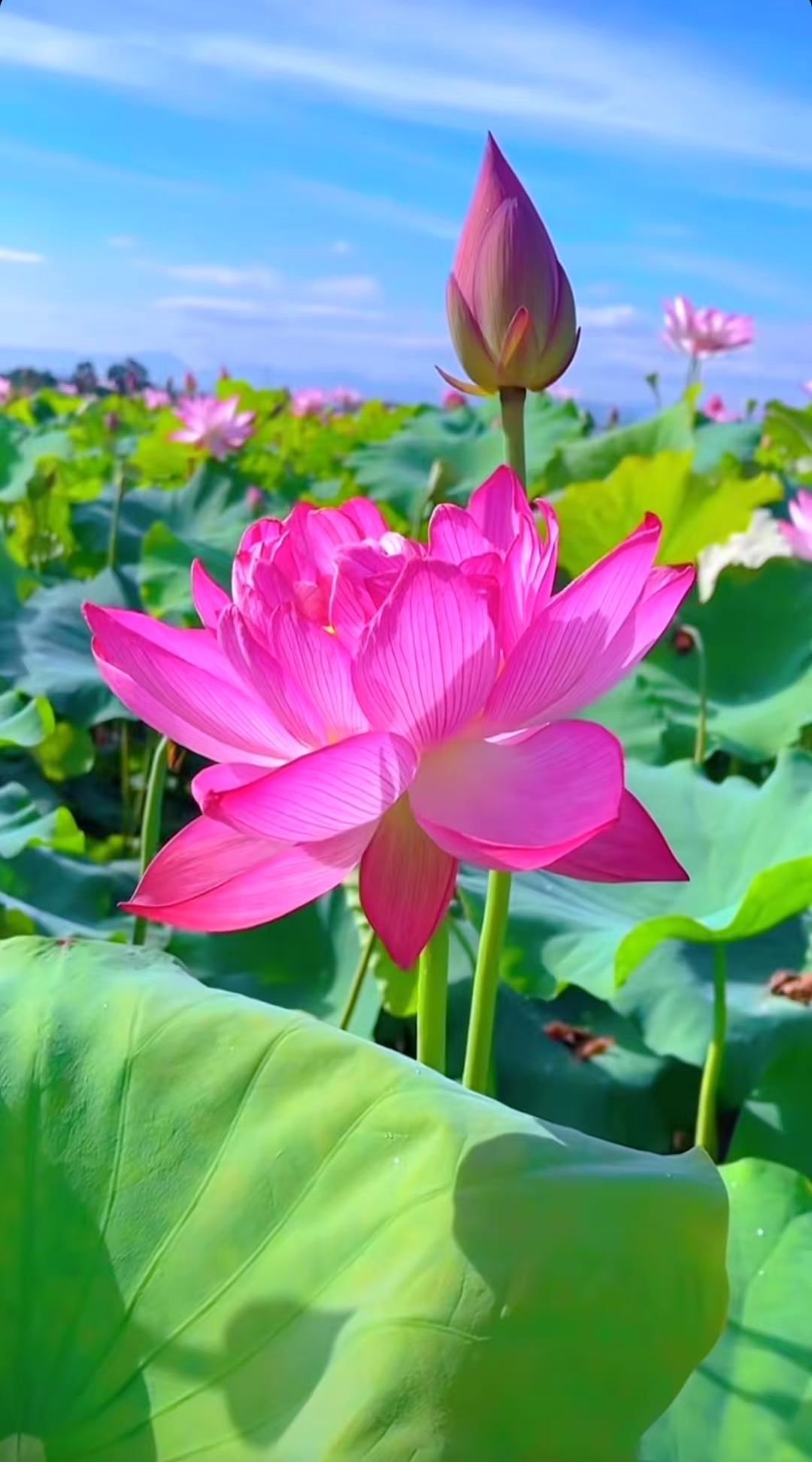 哇,这朵盛开的粉红色莲花美翻了!
