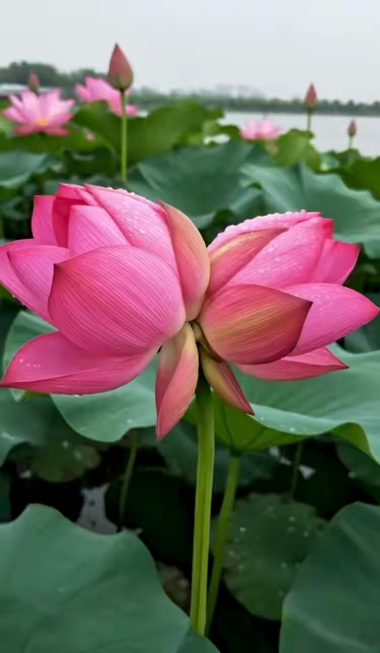 哇,这粉色的荷花美翻了!