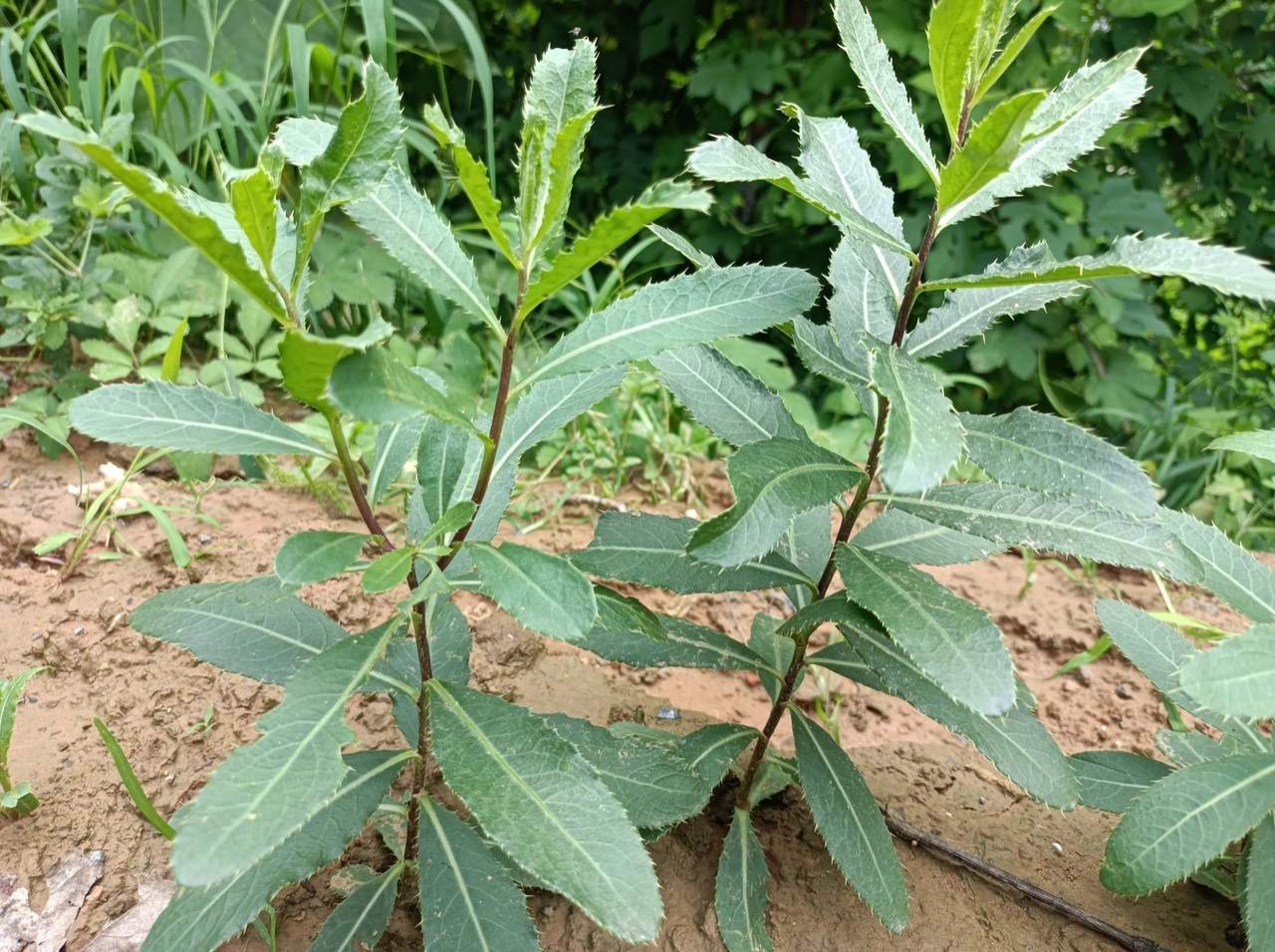 它在饥荒年代,救了很多人,特别是50,60年代的人对