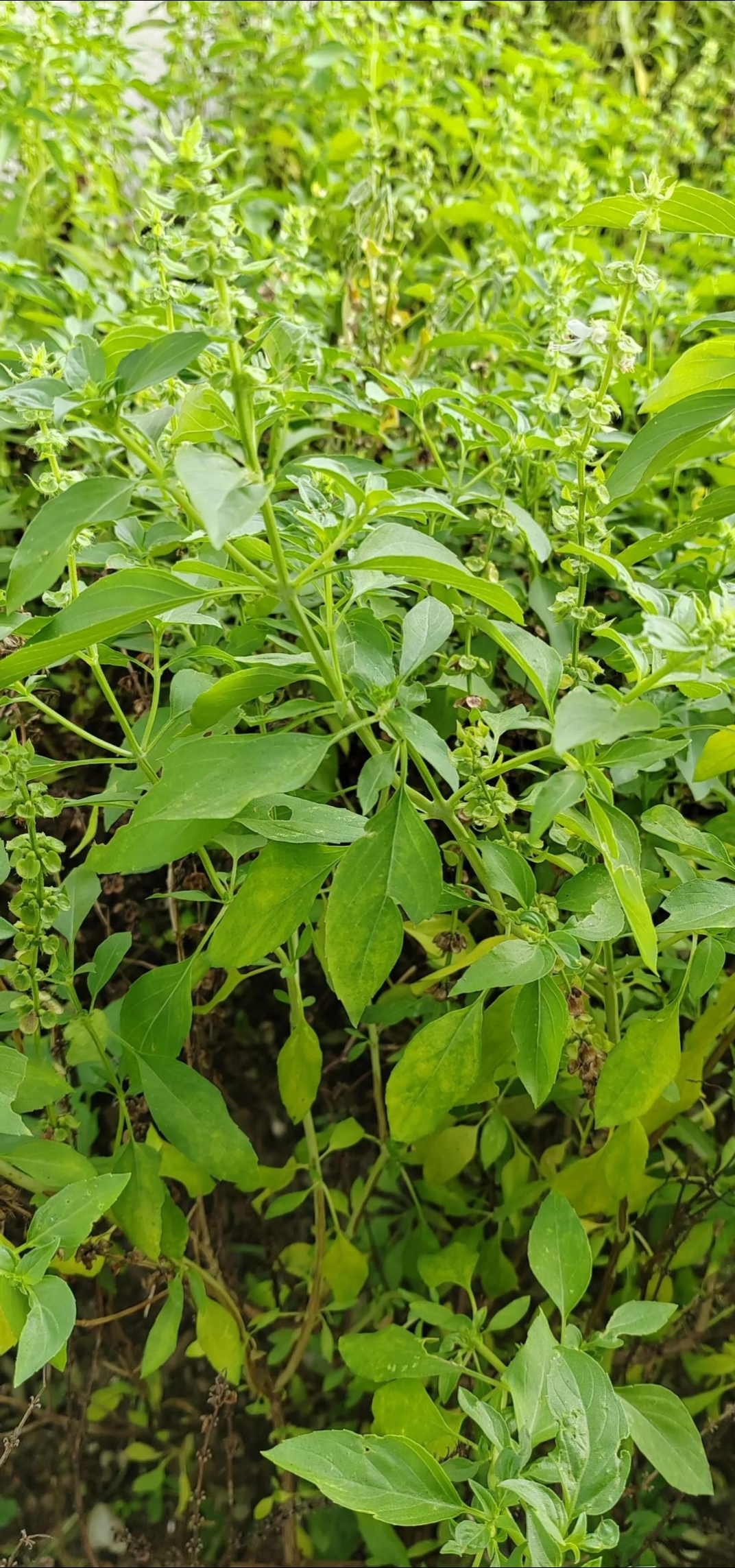 手痒摘了两片叶子,后来无意中闻到一股味道,像五香粉的味道.