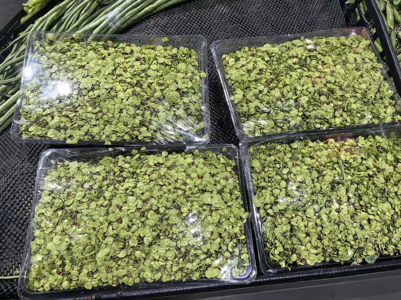 榆钱新鲜野菜购买网站_榆钱新鲜野菜购买网站