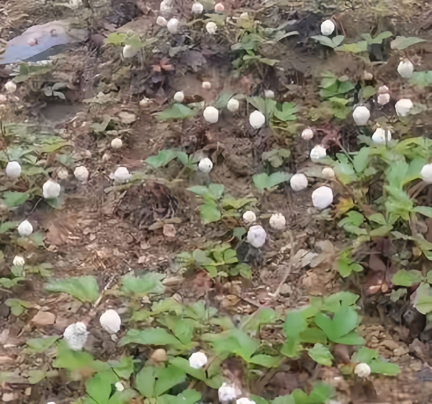 早晨跑步锻炼时,看到一位阿姨在路边的野地里摘白色的小果子,我从没