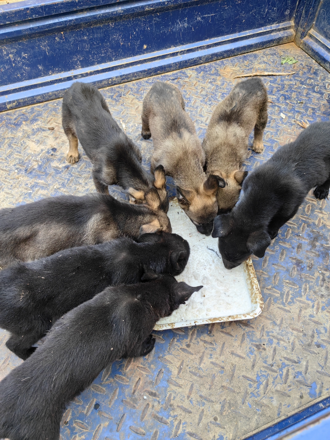 东德牧羊犬护卫犬有喜欢的来咨询