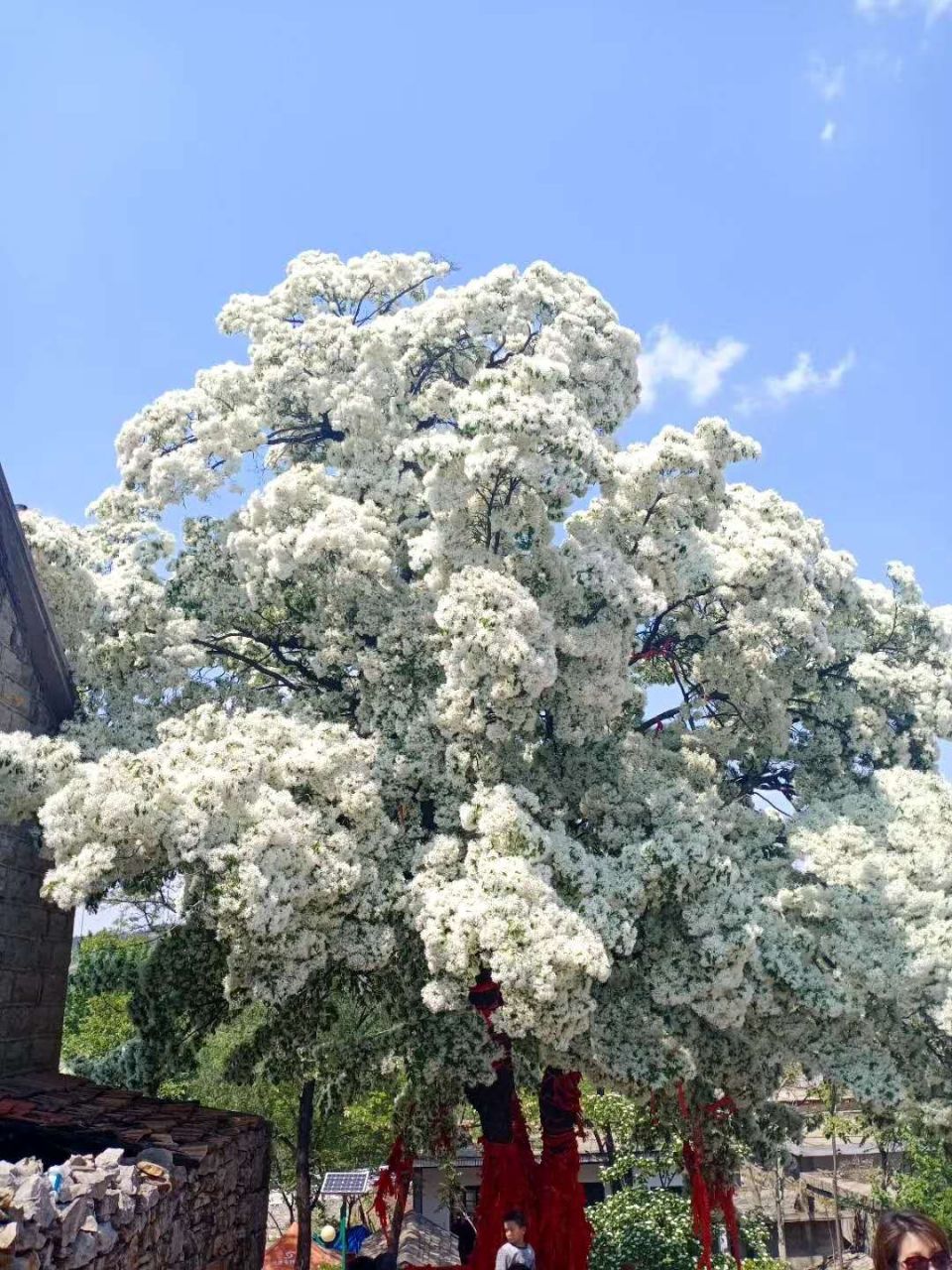 费县土山后村千年大雪萝树