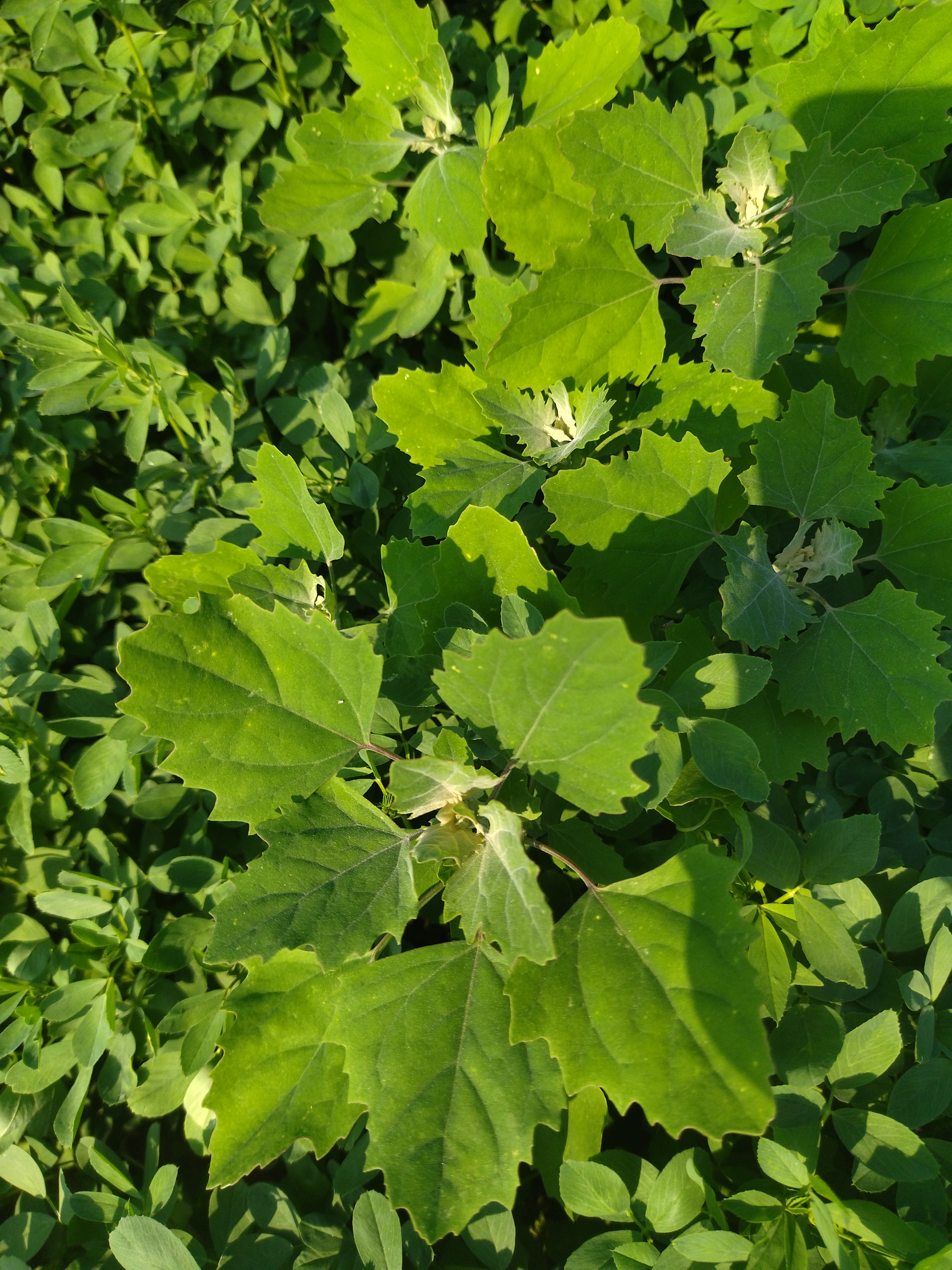 各种野菜图片灰菜图片