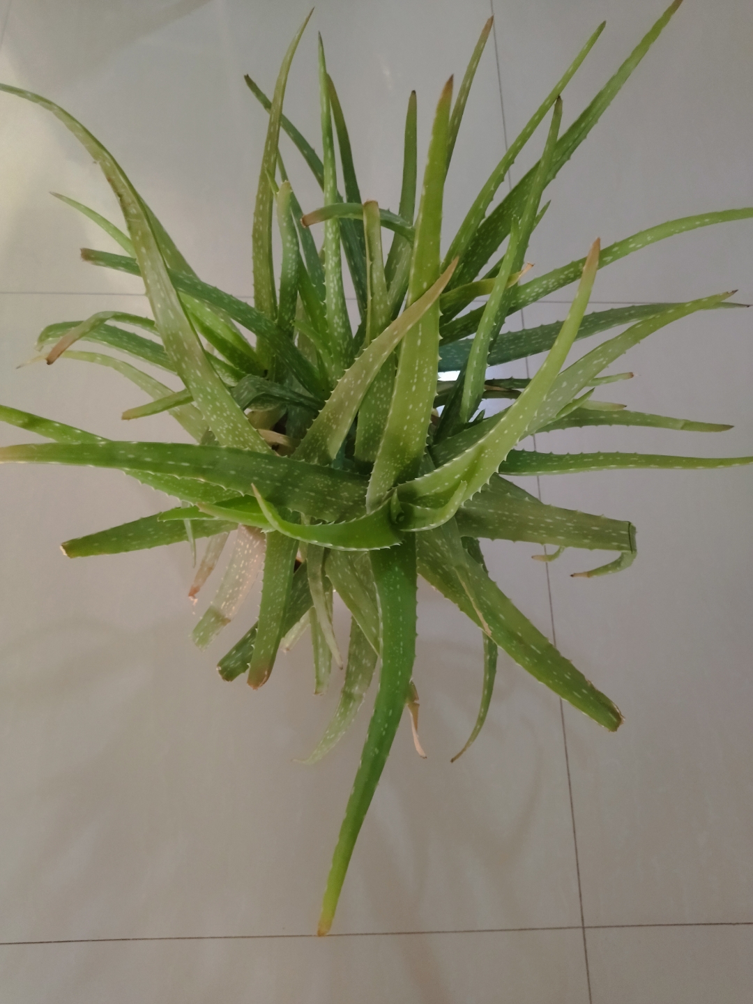 有毒芦荟图片大全辨认毒芦荟翠叶芦荟图片无毒芦荟和有毒图片芦荟不