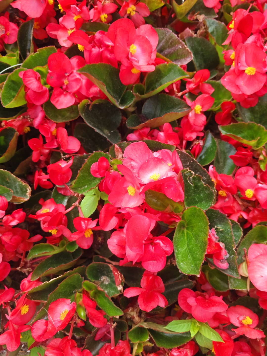 海棠花为什么不开花了为什么在线