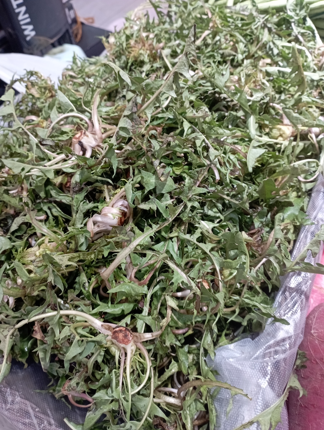 婆婆丁的图片