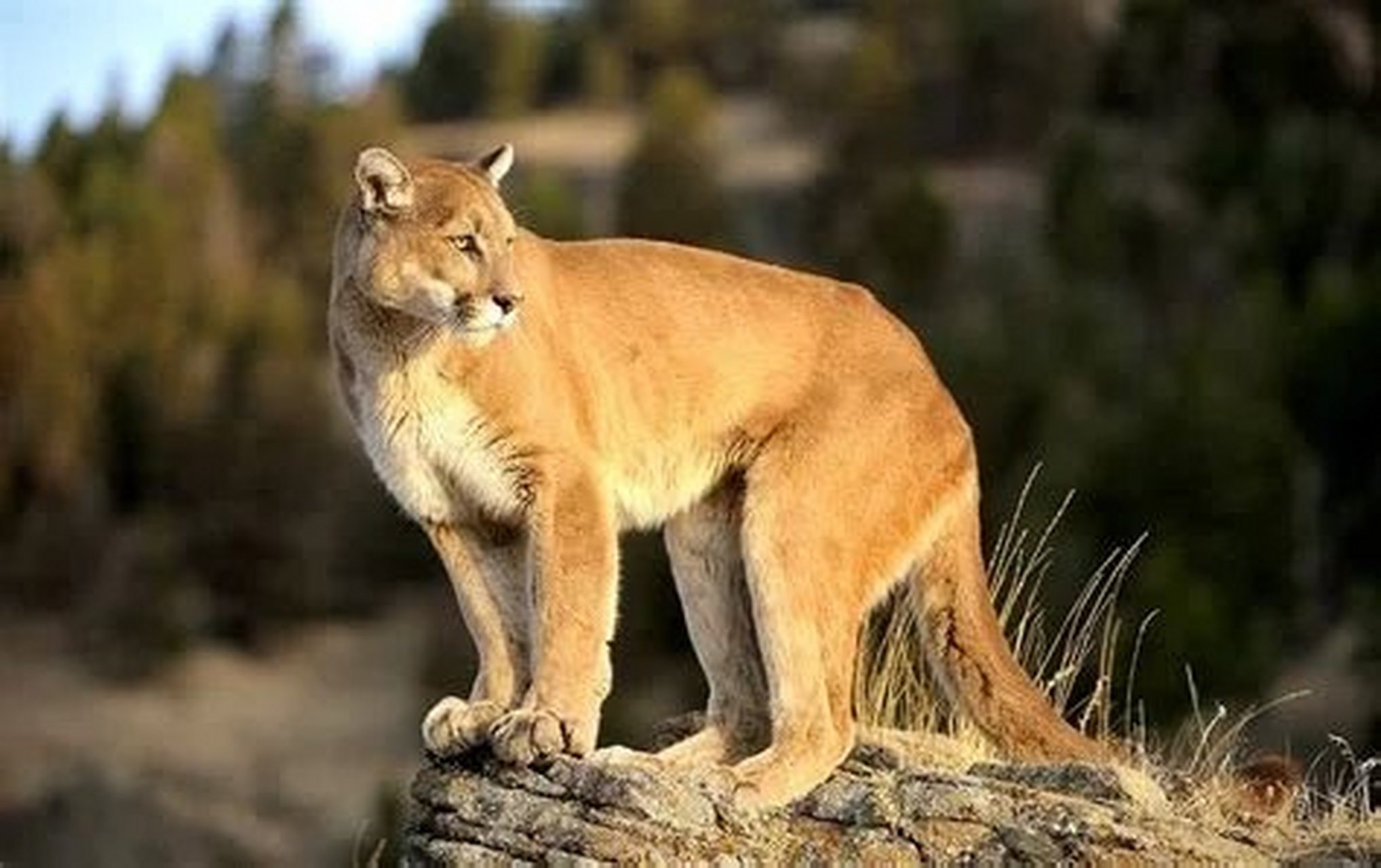 英语英译英阅读:《新概念第三册》l1as no pumas had been reported