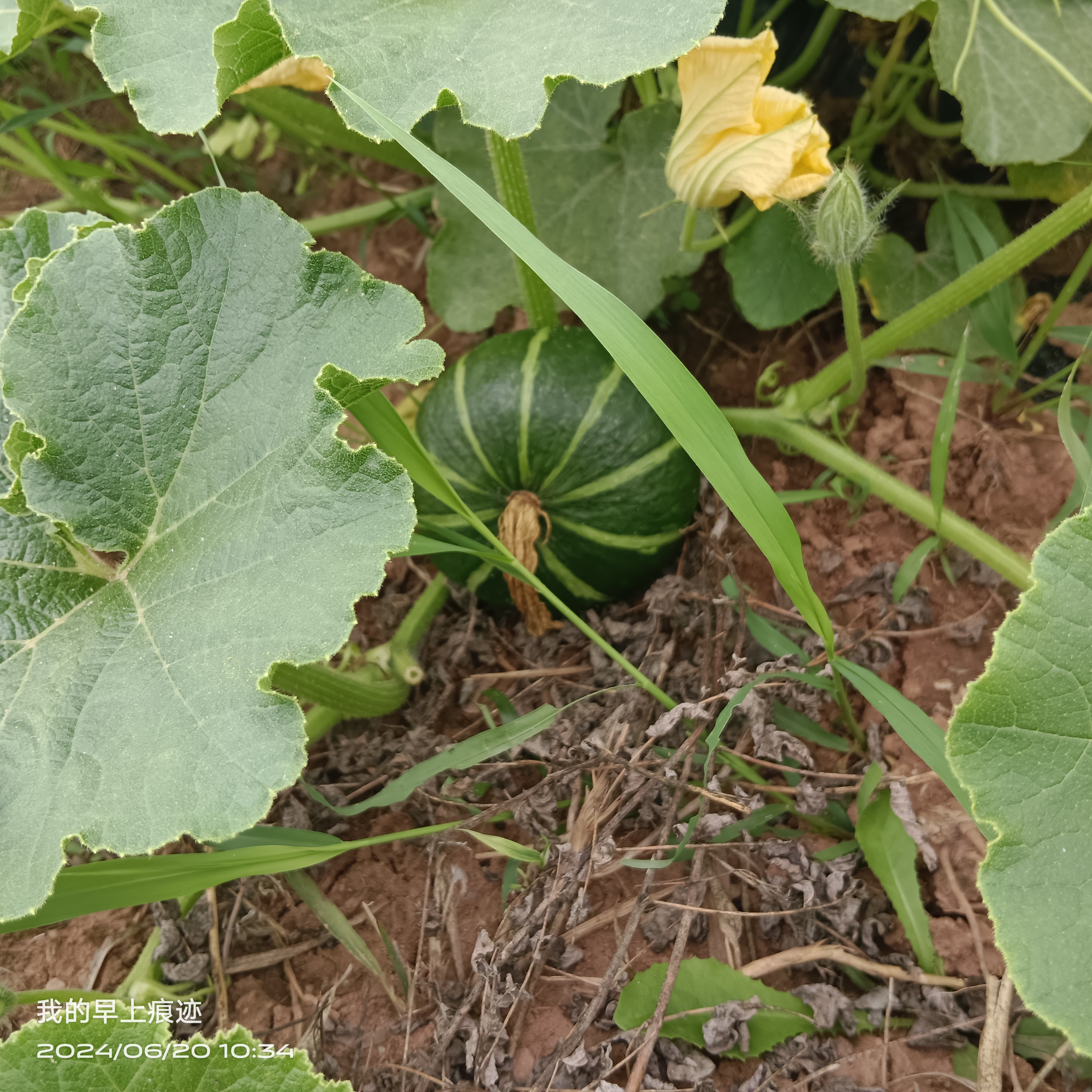 大量销量贝贝南瓜