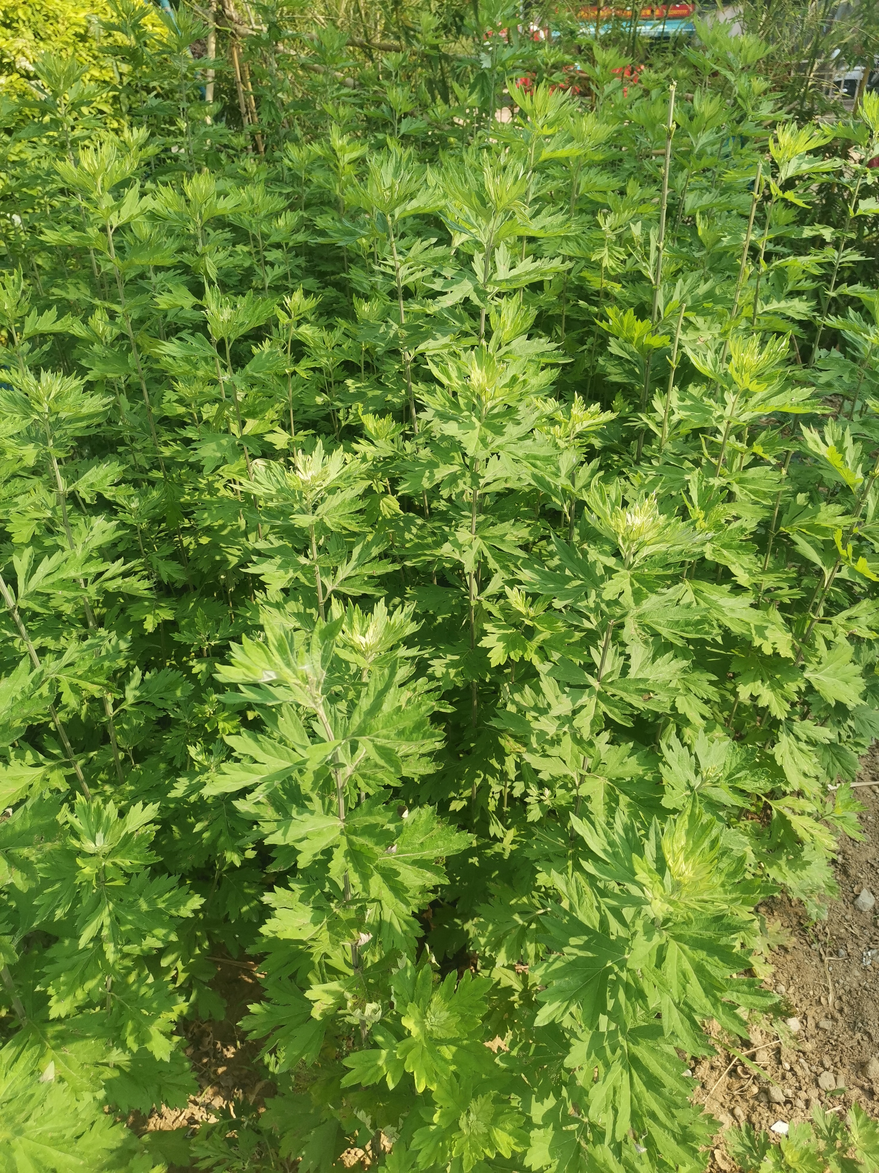 艾叶图片河南南阳艾草宣传南阳艾南阳宛艾郑州艾南阳艾草图片南阳宛艾