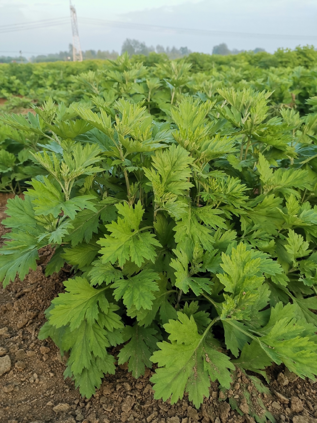 看看我的野生艾移栽大田,两个月后就可以收获.长势喜人,继续锄草了.
