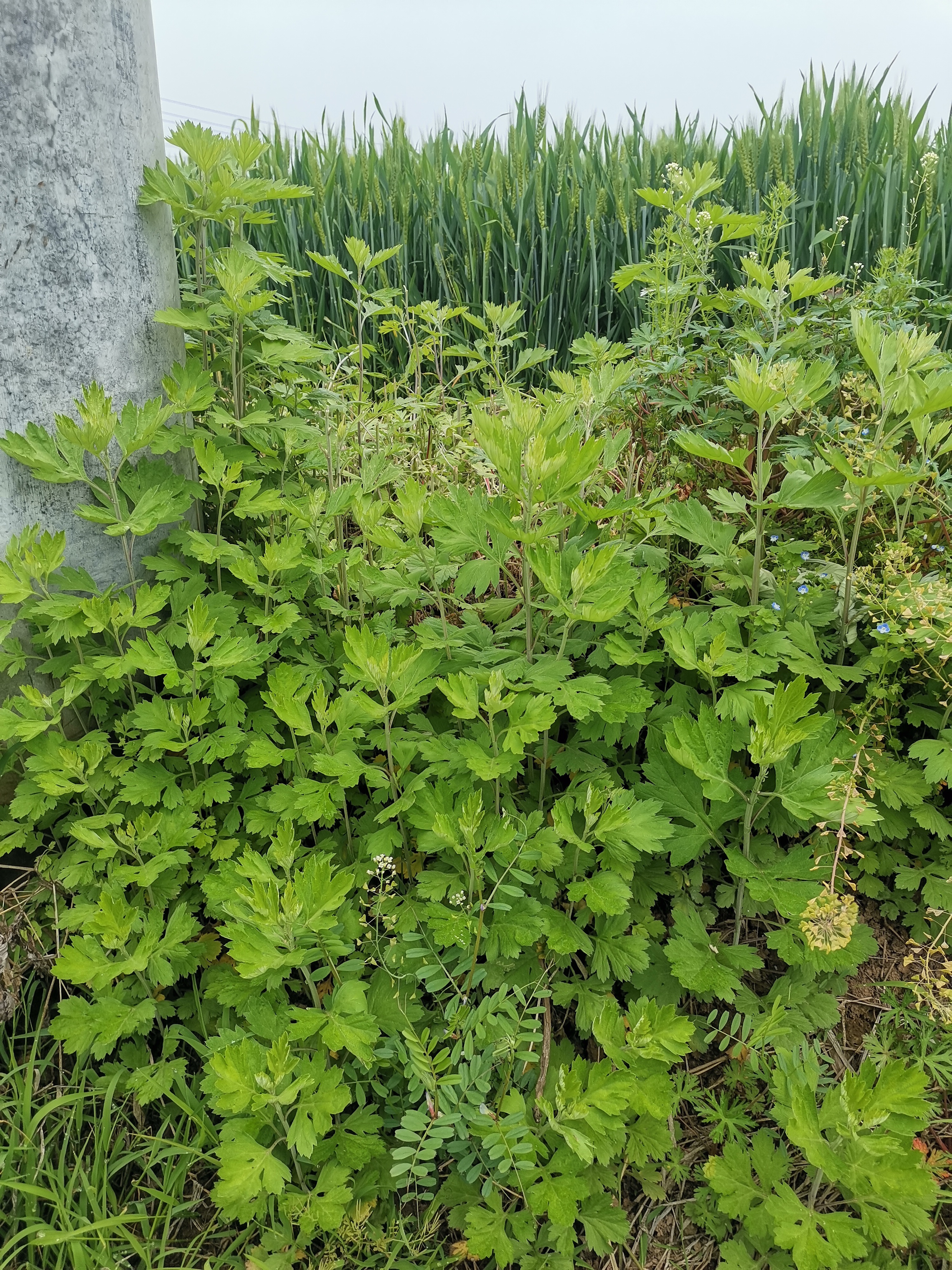 艾草生长在什么地方图片