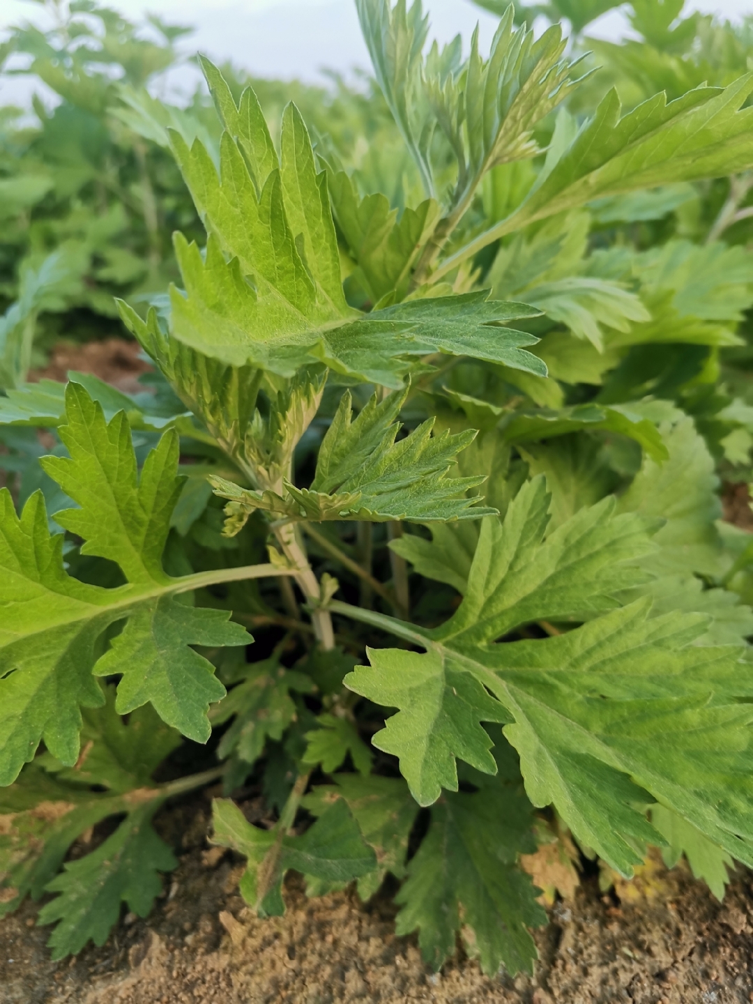 看看我的野生艾移栽大田,两个月后就可以收获.长势喜人,继续锄草了.