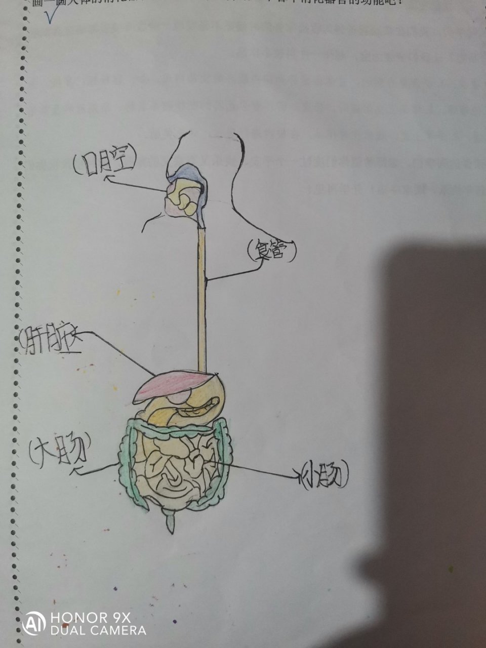 人体消化器官图手抄报