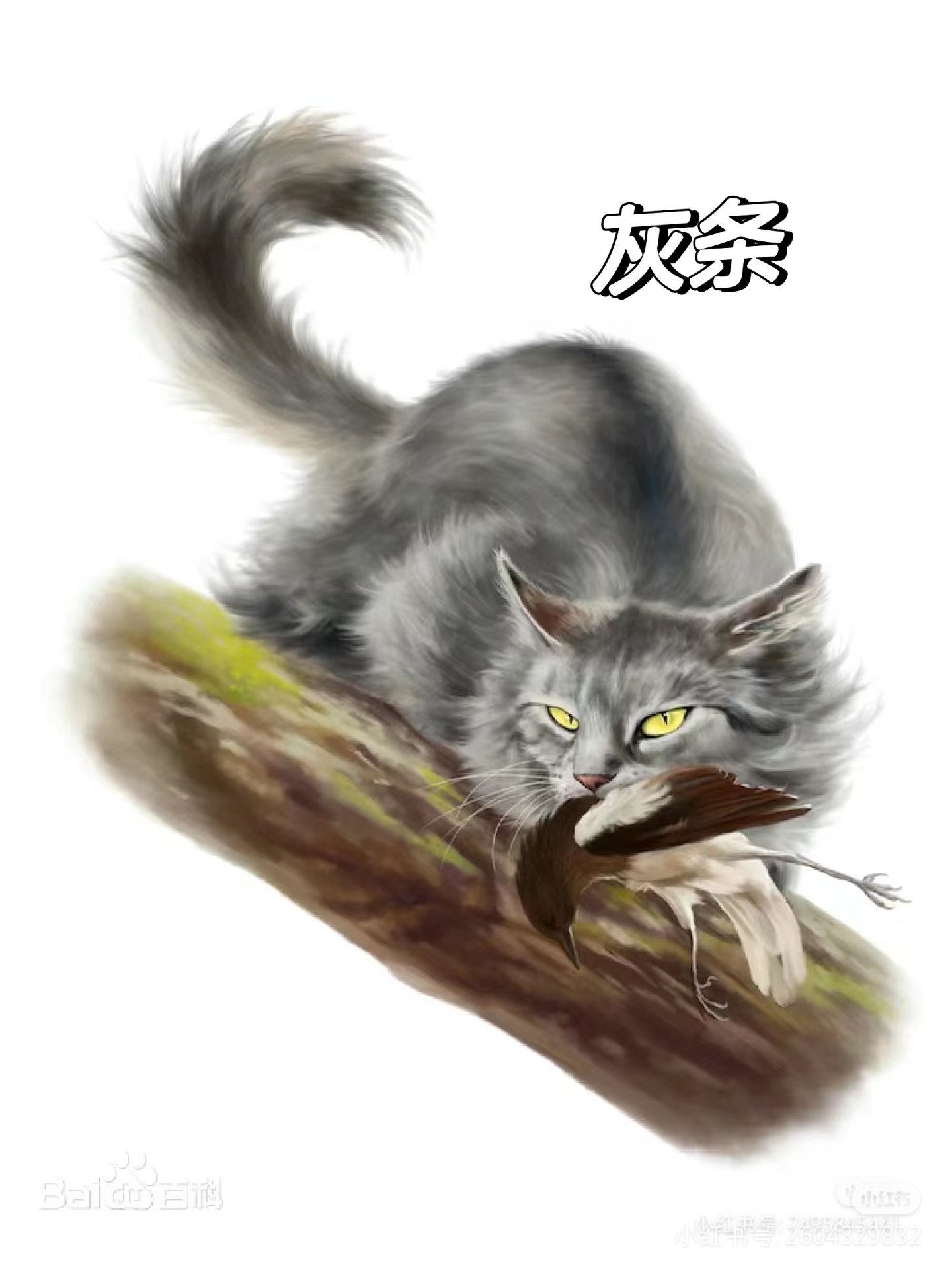 猫武士斑皮图片