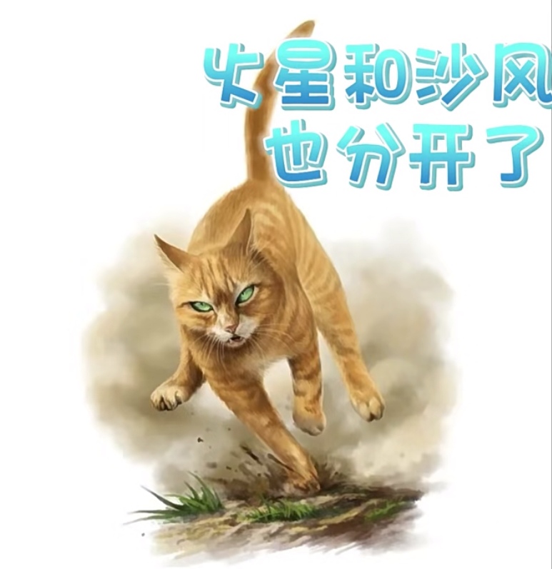 猫武士石楠星图片