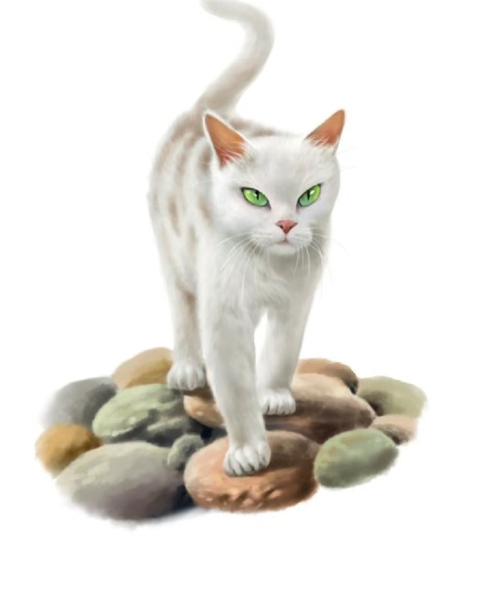 猫武士第二期～我还剩下一些图,所以发了第二期 #猫武士