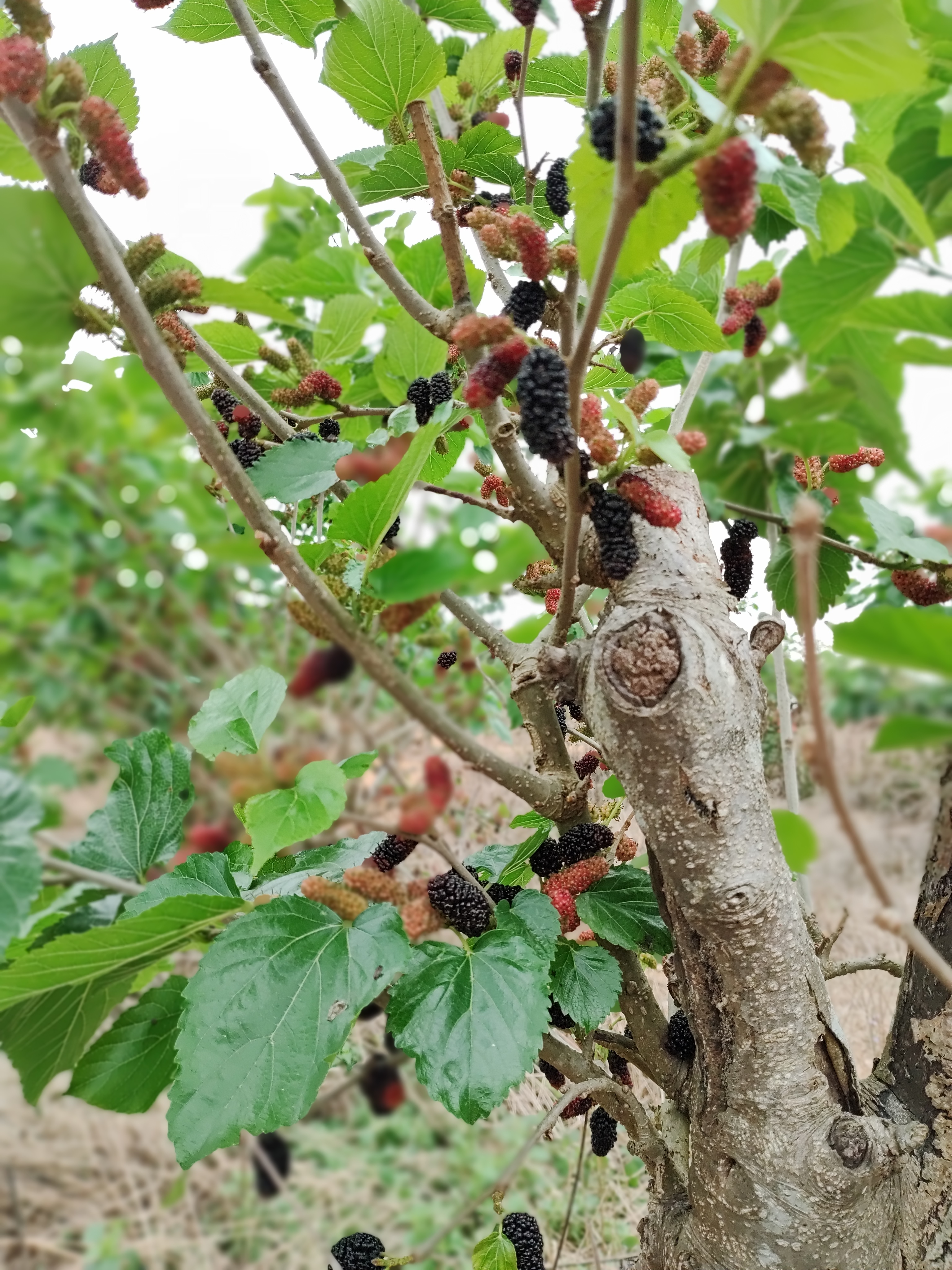 94  99这棵野桑树上,挂满了黑色和红色的果实,它们在阳光的照耀下