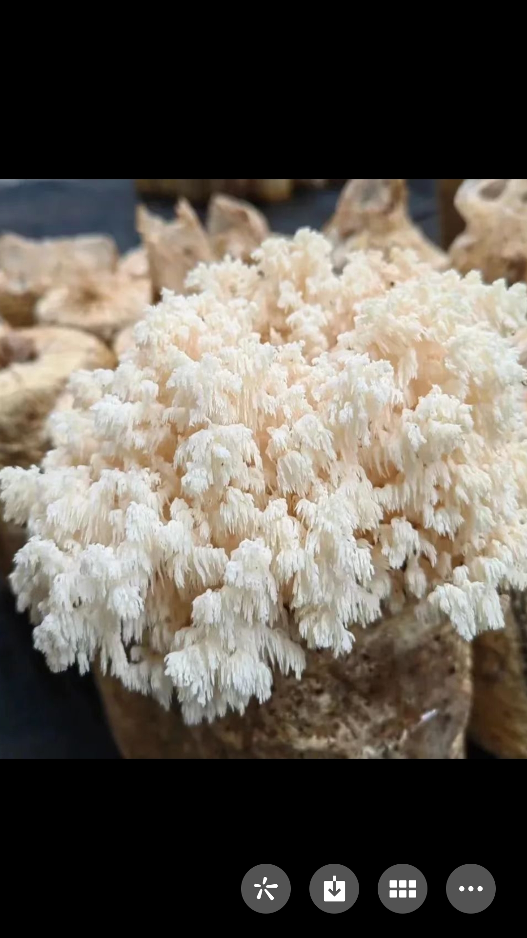食用菌育成新品种:珊瑚猴头菇 哈尔滨农科学院畜牧与生态技术分院经7