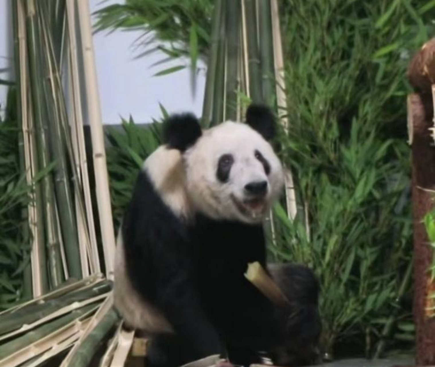 大熊猫丫丫回北京啦,一个月的时间"胖若两熊".