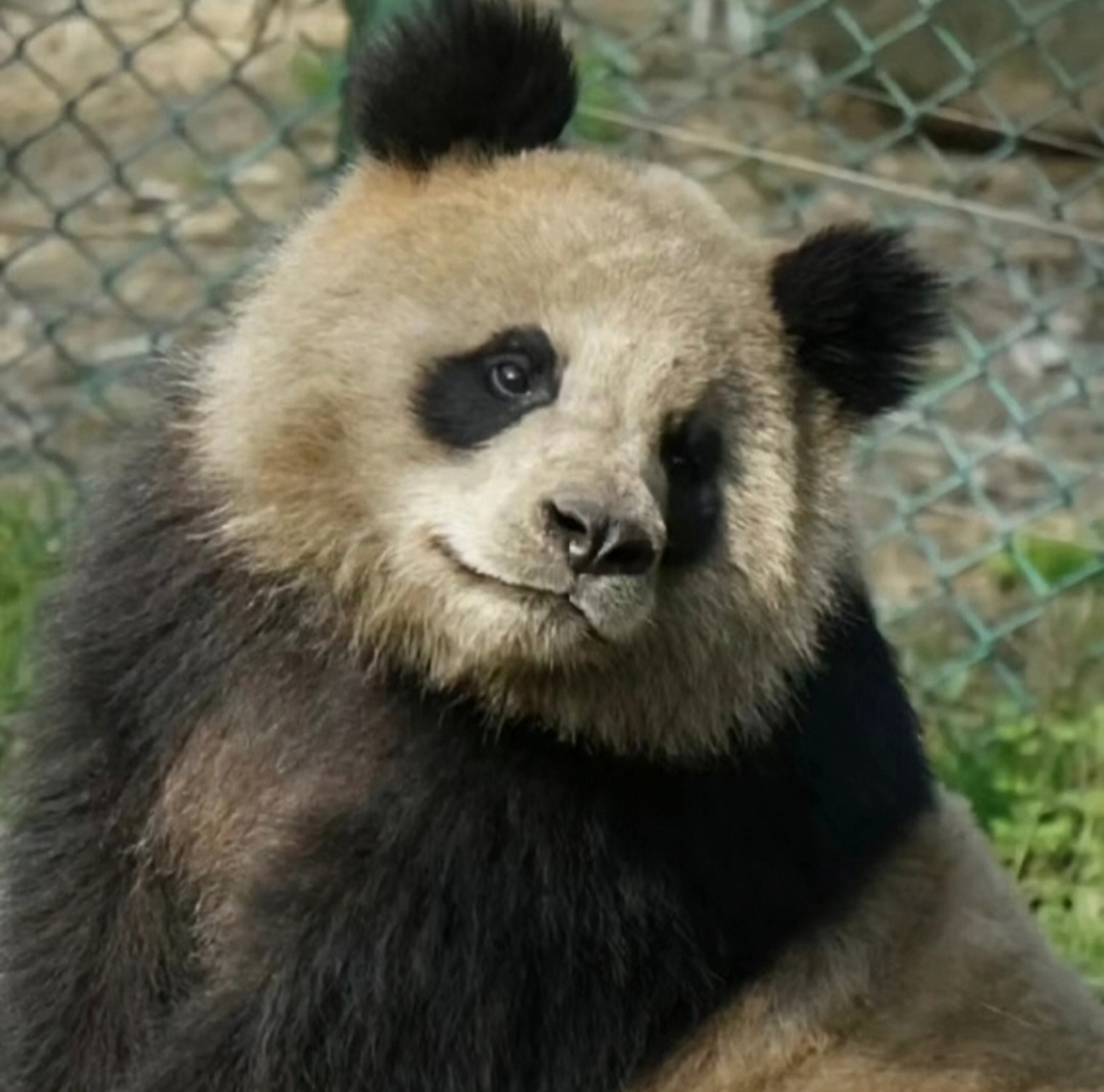 大熊猫园润#  小时候长得跟被屁嘣过一样,没想到生娃后居然变为白富