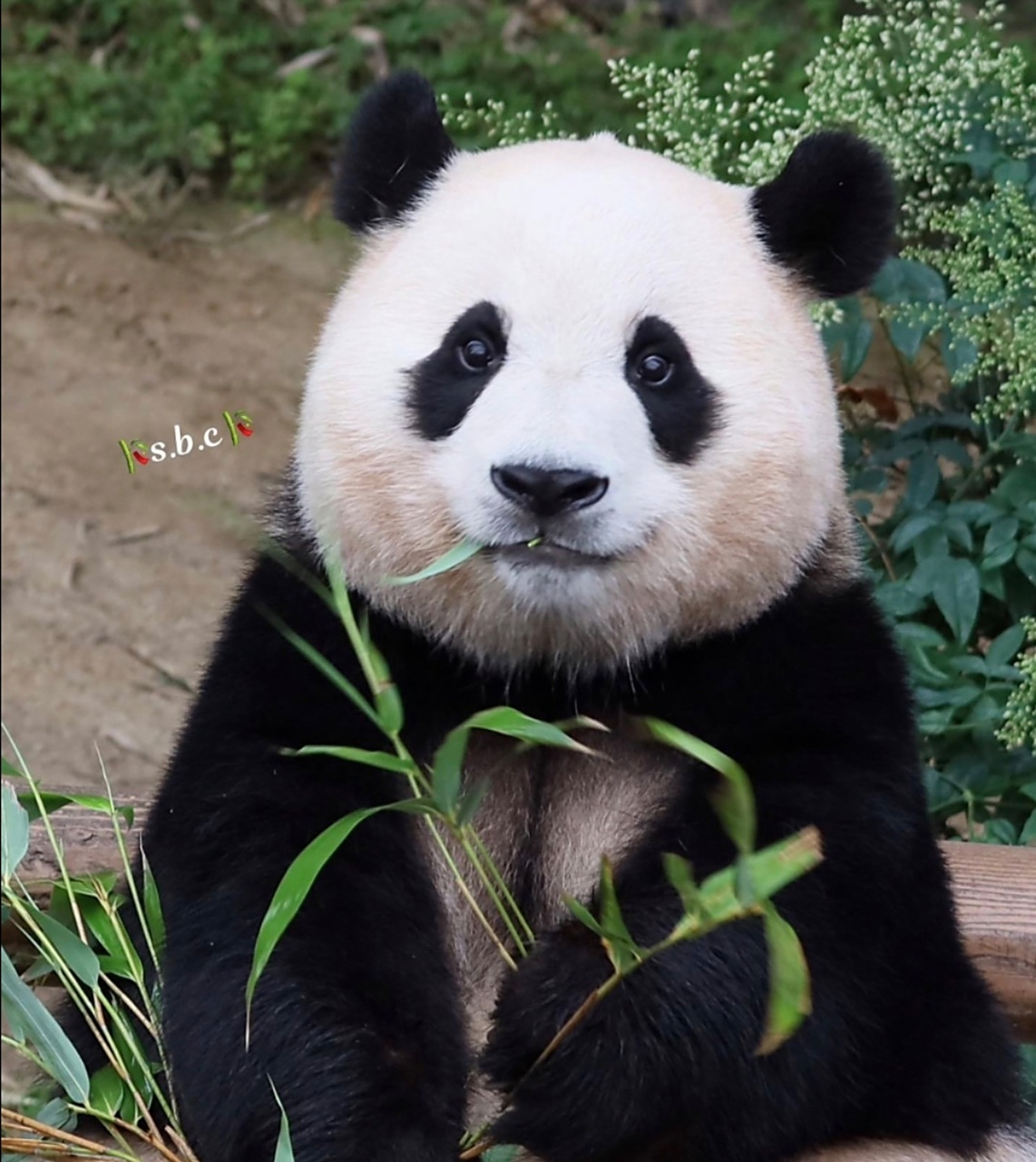 好消息,旅韩大熊猫爱宝生了一对雌性大熊猫宝宝.福宝,你当姐姐啦[开心